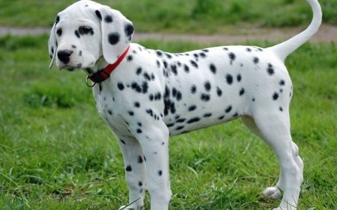 dalmatian puppies for sale los angeles