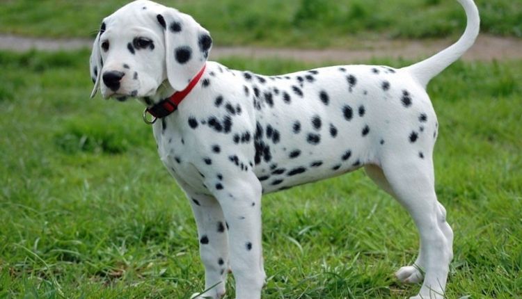 dalmatian puppies for sale los angeles