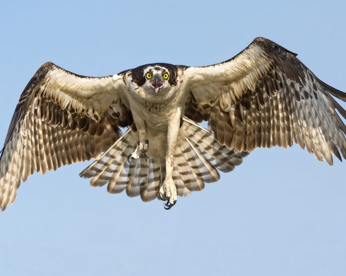 Hawks Decoys Scare Away Pigeons