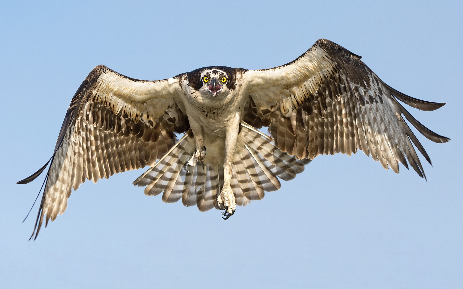 Hawks Decoys Scare Away Pigeons