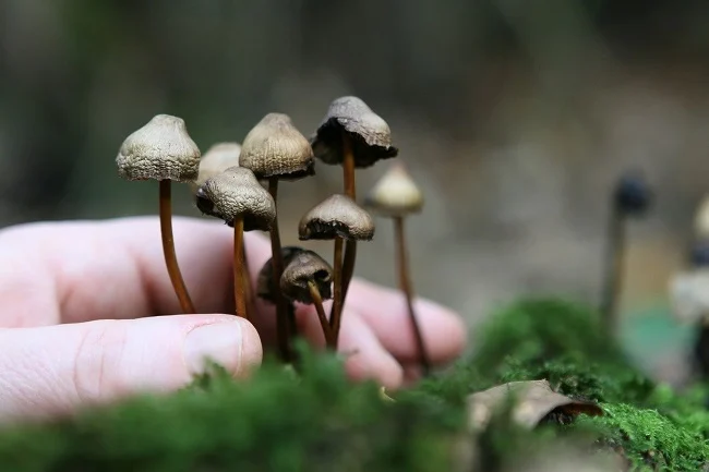 Psilocybin mushrooms uk